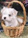Puppies for sale United Kingdom, Dundee Maltese
