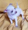 Puppies for sale France, Bourges Chihuahua