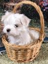 Puppies for sale Ireland, Dublin Maltese