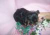 Puppies for sale USA, California Yorkshire Terrier