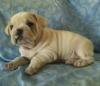 Puppies for sale USA, New York, New York Pug