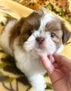 Puppies for sale USA, Florida, Jacksonville Shih Tzu