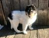 Puppies for sale USA, Wisconsin Collie