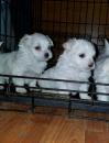 Puppies for sale USA, Arizona Maltese