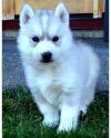 Puppies for sale USA, Delaware , Siberian Husky