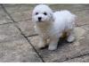 Puppies for sale USA, Florida Bichon