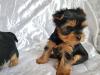 Dogs  free USA, Alabama Yorkshire Terrier