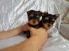 Puppies for sale USA, Texas Yorkshire Terrier