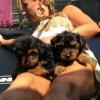 Dogs  free USA, Minnesota Yorkshire Terrier