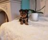 Puppies for sale USA, Oklahoma Yorkshire Terrier