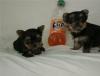 Puppies for sale Canada, British Columbia Yorkshire Terrier