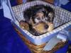 Puppies for sale USA, California Yorkshire Terrier