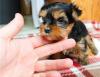 Puppies for sale USA, Arizona, Phoenix Yorkshire Terrier