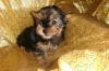 Puppies for sale USA, Arkansas Yorkshire Terrier