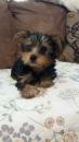 Puppies for sale USA, Alaska Yorkshire Terrier