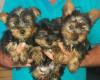 Puppies for sale USA, Florida, Jacksonville Yorkshire Terrier