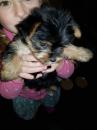 Puppies for sale USA, Connecticut Yorkshire Terrier