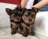 Puppies for sale USA, Michigan, Detroit, Detriot Yorkshire Terrier, cute Healthy Yorkie Puppies 