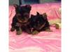 Puppies for sale USA, Colorado, Colorado Yorkshire Terrier, Yorkie Puppies For Sale 