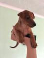 Продам щенка Украина, Одесса Пинчер арлекин