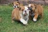 Puppies for sale Austria, Vienna English Bulldog