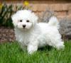 Puppies for sale Canada, Alberta, Edmonton Bichon