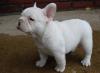 Puppies for sale Germany, Munich French Bulldog