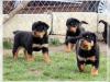 Puppies for sale Germany, Munich Rottweiler