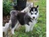 Puppies for sale Austria, Vienna Other breed, Siberian Husky