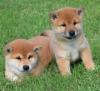 Puppies for sale Germany, Munich Other breed, Shiba inu