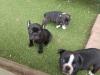 Puppies for sale Austria, Vienna French Bulldog