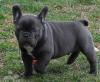 Puppies for sale USA, Florida French Bulldog