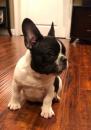 Puppies for sale Hungary, Budapest French Bulldog