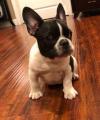 Puppies for sale Hungary, Budapest French Bulldog