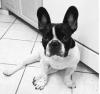 Puppies for sale Italy, San Remo French Bulldog