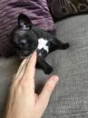 Puppies for sale Netherlands, Amsterdam French Bulldog