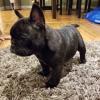 Puppies for sale Netherlands, Amsterdam French Bulldog