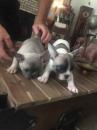 Puppies for sale Germany, Munich French Bulldog