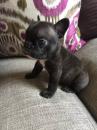 Puppies for sale Netherlands, Rotterdam French Bulldog