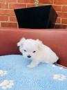 Puppies for sale USA, New York Maltese