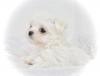 Puppies for sale USA, Connecticut Maltese
