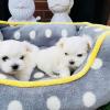 Puppies for sale USA, Massachusetts Maltese