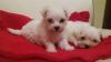 Puppies for sale USA, West Virginia Maltese