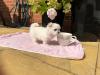 Puppies for sale USA, Vermont Maltese
