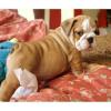 Puppies for sale Latvia, Balvi English Bulldog