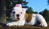 Puppies for sale Austria, Vienna English Bulldog