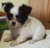 Puppies for sale Greece, Larissa Chihuahua