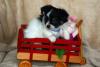 Puppies for sale Austria, Linz Chihuahua