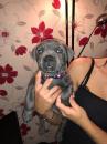 Puppies for sale Denmark, Aalborg Staffordshire Bull Terrier