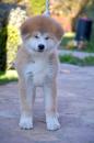 Puppies for sale Bulgaria, Petric Akita